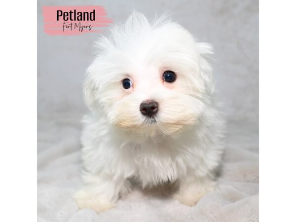 Maltese--Female---Petland Fort Myers, Florida