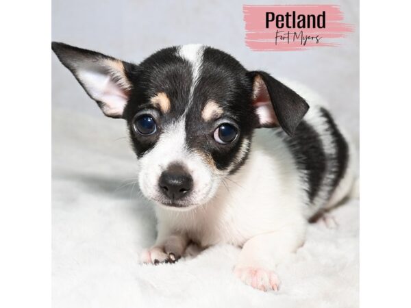 Chihuahua--Female---Petland Fort Myers, Florida