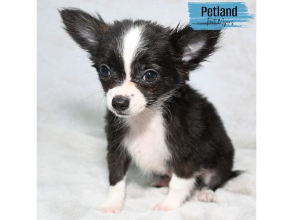 Chihuahua--Male---Petland Fort Myers, Florida