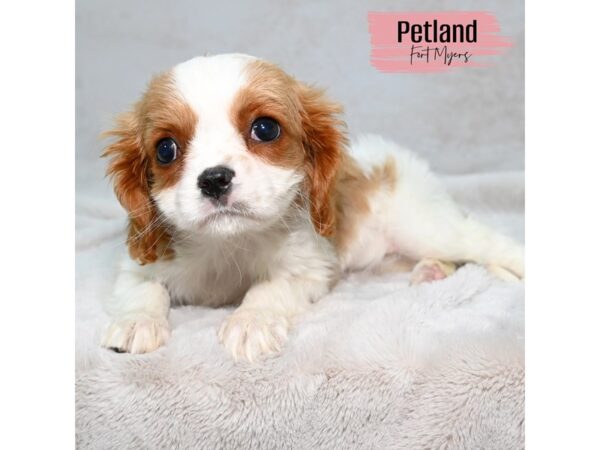 Cavalier King Charles Spaniel--Female---Petland Fort Myers, Florida