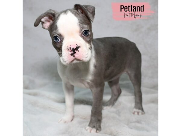Boston Terrier--Female---Petland Fort Myers, Florida