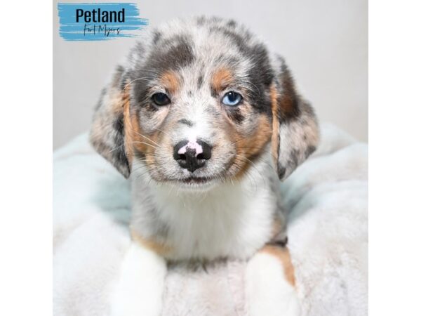 Australian Shepherd--Male---Petland Fort Myers, Florida
