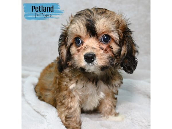 Cavachon--Male---Petland Fort Myers, Florida