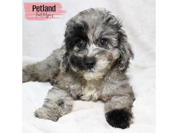 Miniature Poodle--Female---Petland Fort Myers, Florida