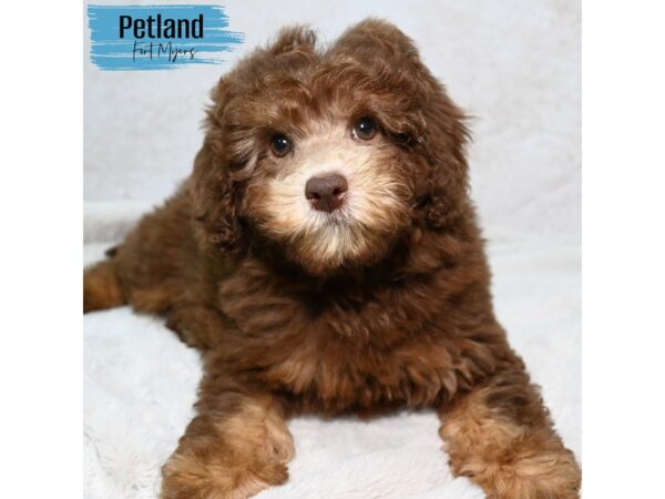 Miniature Poodle--Male---Petland Fort Myers, Florida