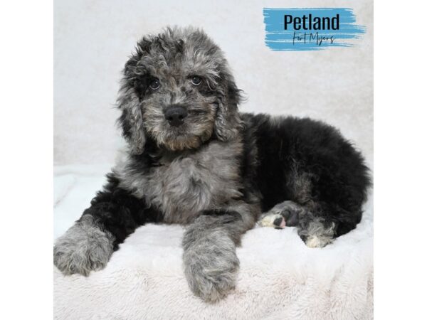 Goldendoodle 2nd Gen--Male---Petland Fort Myers, Florida