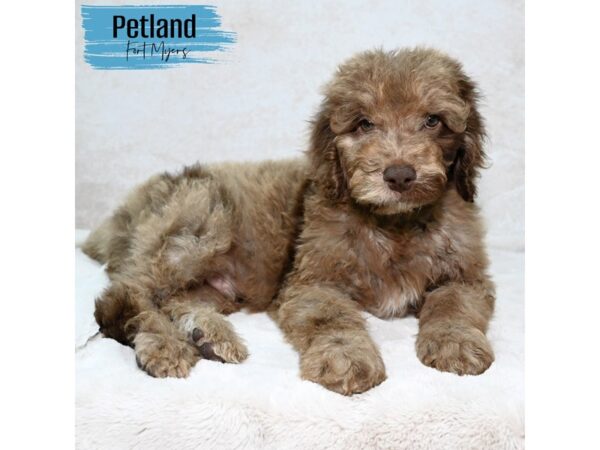 Goldendoodle 2nd Gen--Male---Petland Fort Myers, Florida