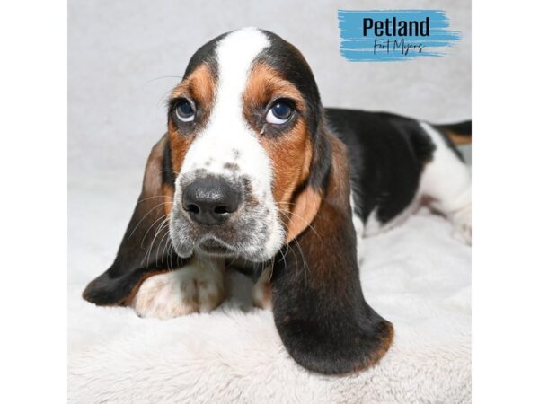 Basset Hound--Male---Petland Fort Myers, Florida