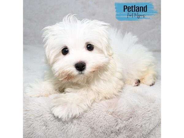 Maltese--Male---Petland Fort Myers, Florida