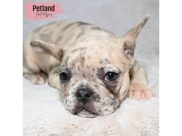 French Bulldog--Female---Petland Fort Myers, Florida