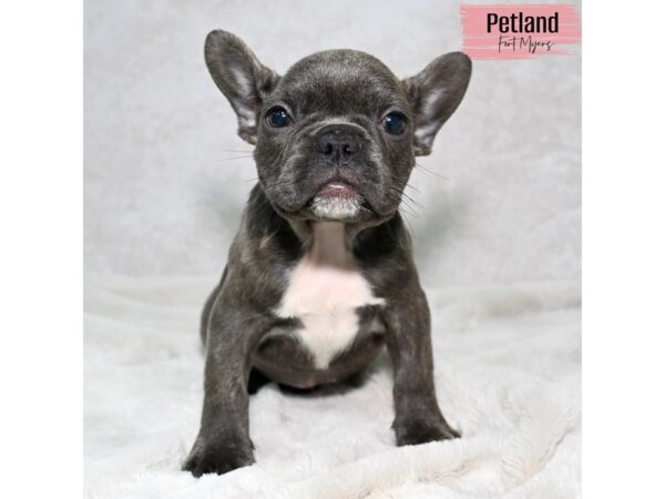 French Bulldog--Female---Petland Fort Myers, Florida