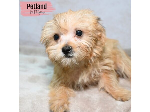Morkie--Female---Petland Fort Myers, Florida
