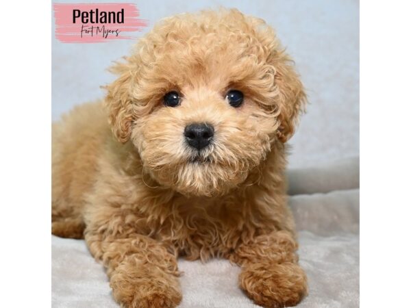 Poodle--Female---Petland Fort Myers, Florida