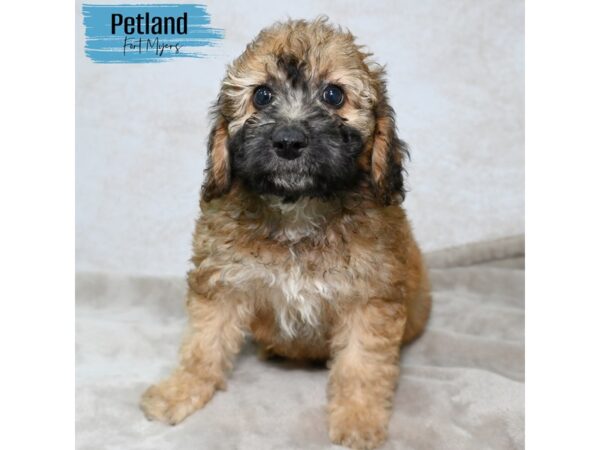 Mini Woodle--Male---Petland Fort Myers, Florida