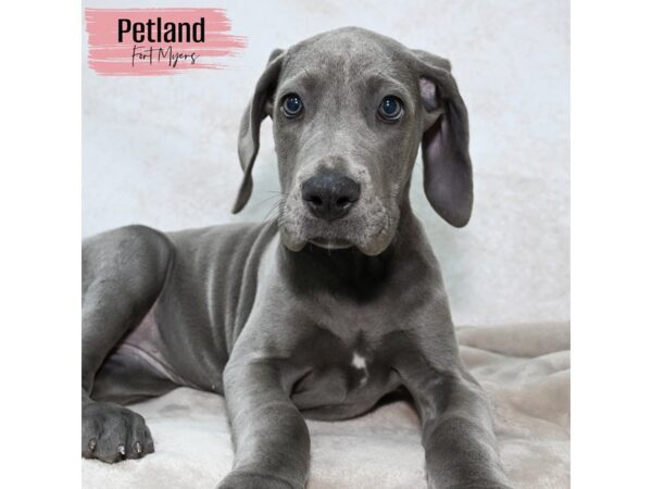 Great Dane--Female---Petland Fort Myers, Florida