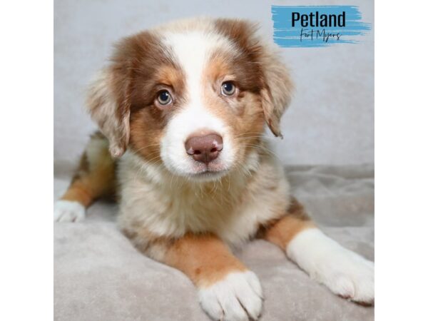 Australian Shepherd--Male---Petland Fort Myers, Florida