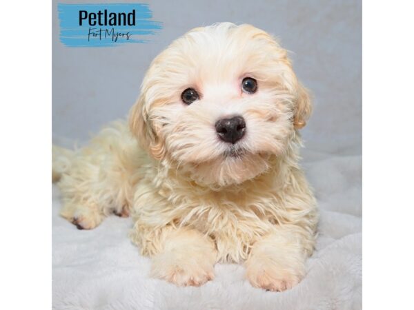 Havanese--Male---Petland Fort Myers, Florida