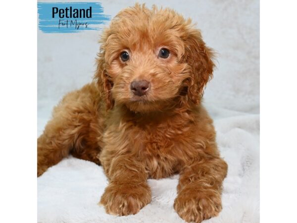 Goldendoodle 2nd Gen--Male---Petland Fort Myers, Florida