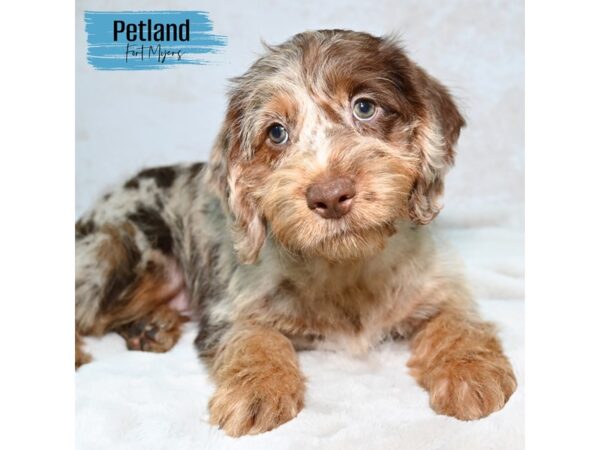 Miniature Labradoodle--Male---Petland Fort Myers, Florida