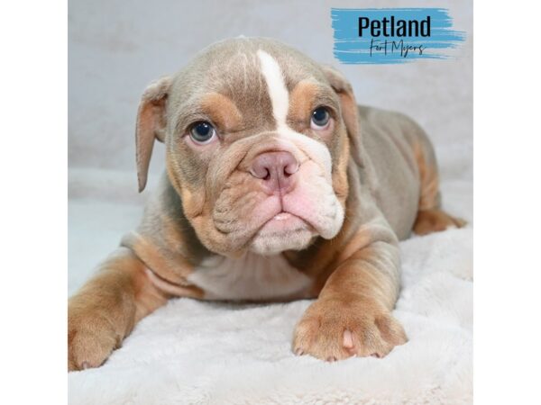 English Bulldog--Male---Petland Fort Myers, Florida
