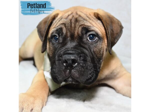 Bullmastiff--Male---Petland Fort Myers, Florida