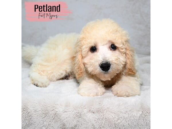 Bichapoo--Female---Petland Fort Myers, Florida