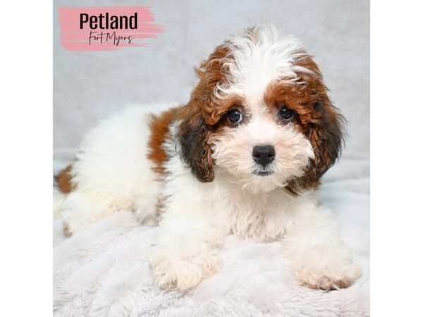 Shih-Poo--Female---Petland Fort Myers, Florida