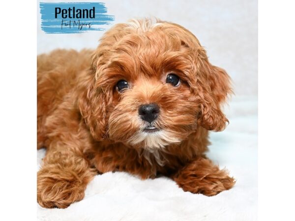 Shih-Poo--Male---Petland Fort Myers, Florida
