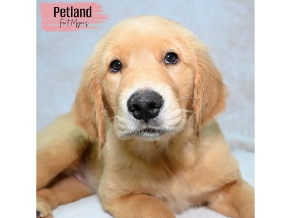 Golden Retriever--Female---Petland Fort Myers, Florida