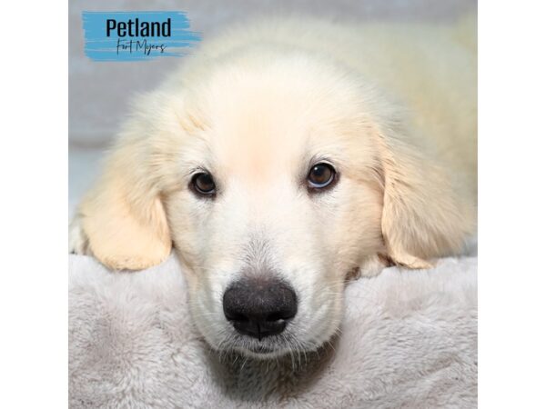Golden Retriever--Male---Petland Fort Myers, Florida