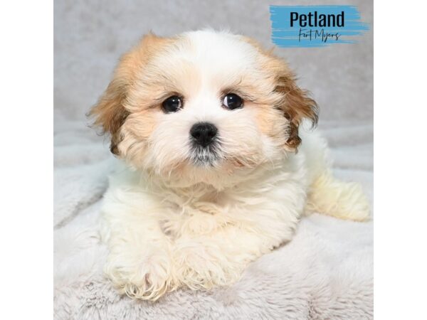 Latese--Male---Petland Fort Myers, Florida
