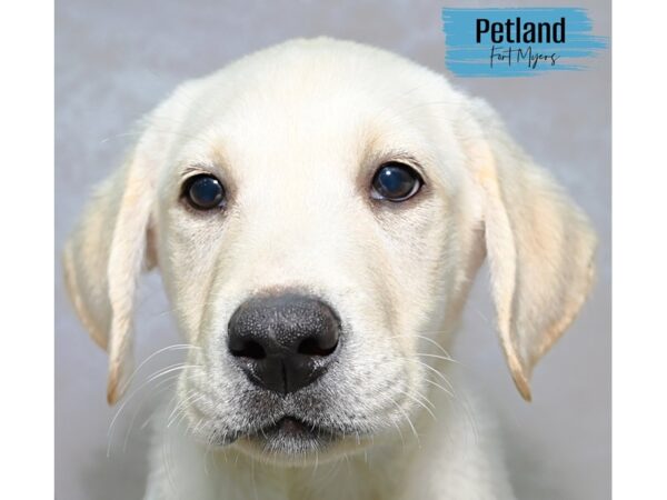 Labrador Retriever--Male---Petland Fort Myers, Florida