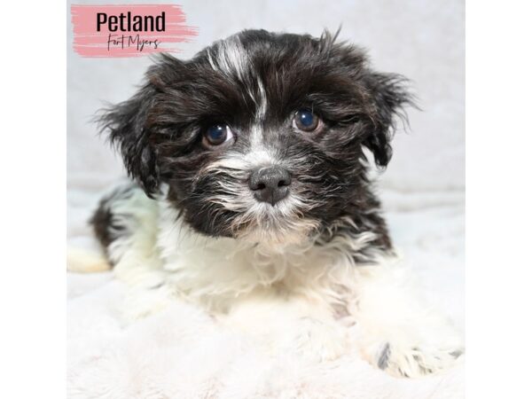 Havanese--Female---Petland Fort Myers, Florida