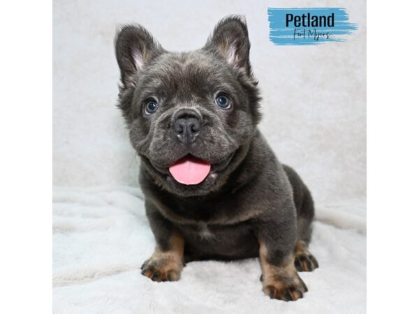 Fluffy French Bulldog--Male---Petland Fort Myers, Florida