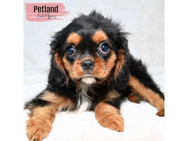 Cavalier King Charles Spaniel--Female---Petland Fort Myers, Florida