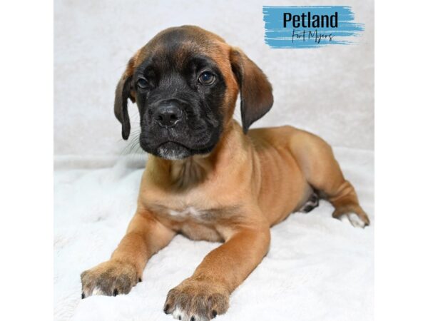 Cane Corso--Male---Petland Fort Myers, Florida