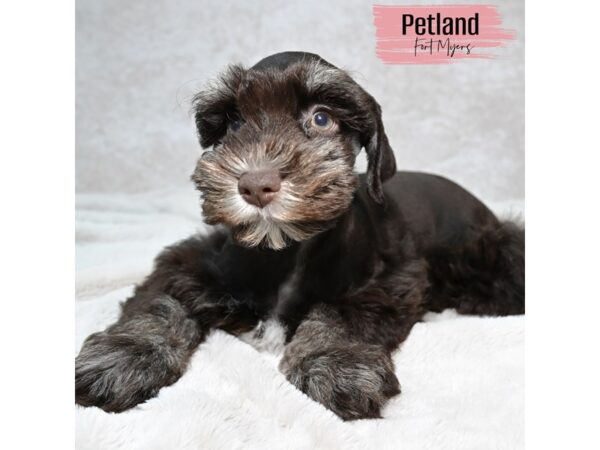 Miniature Schnauzer--Female---Petland Fort Myers, Florida