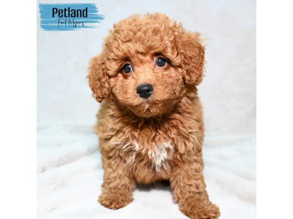 Poodle--Male---Petland Fort Myers, Florida