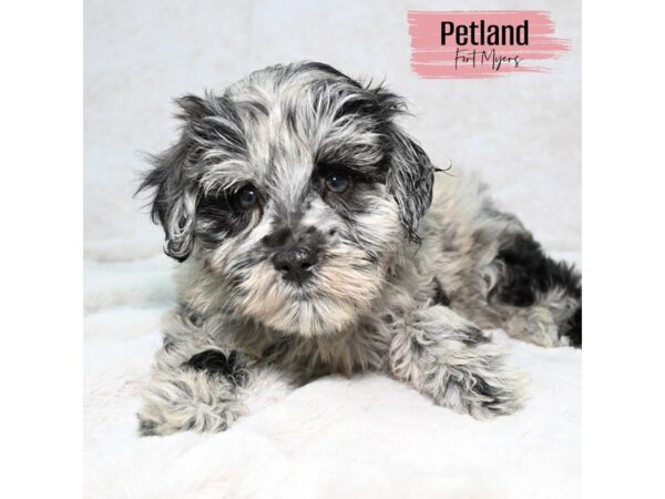 Schnoodle--Female---Petland Fort Myers, Florida