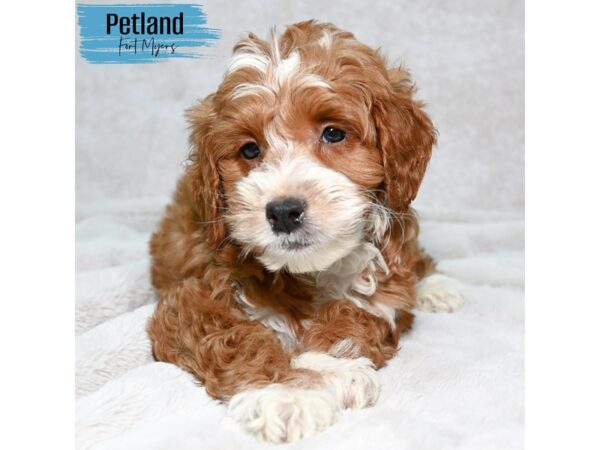 2nd Generation Miniature Goldendoodle--Male---Petland Fort Myers, Florida