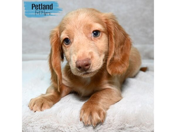 Dachshund--Male---Petland Fort Myers, Florida