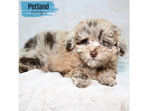 Poodle--Male---Petland Fort Myers, Florida
