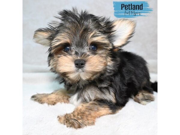Morkie--Male---Petland Fort Myers, Florida