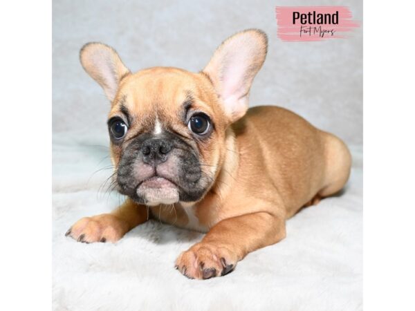 French Bulldog--Female---Petland Fort Myers, Florida