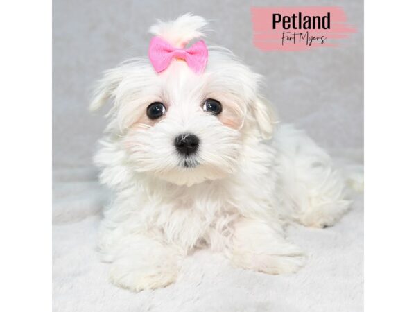 Maltese--Female---Petland Fort Myers, Florida