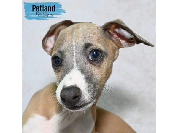 Italian Greyhound--Male---Petland Fort Myers, Florida