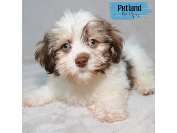 Havanese--Male---Petland Fort Myers, Florida