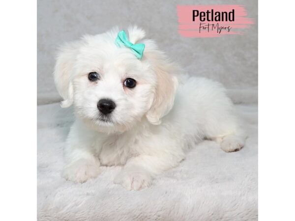 Coton De Tulear--Female---Petland Fort Myers, Florida