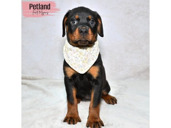 Rottweiler--Female---Petland Fort Myers, Florida