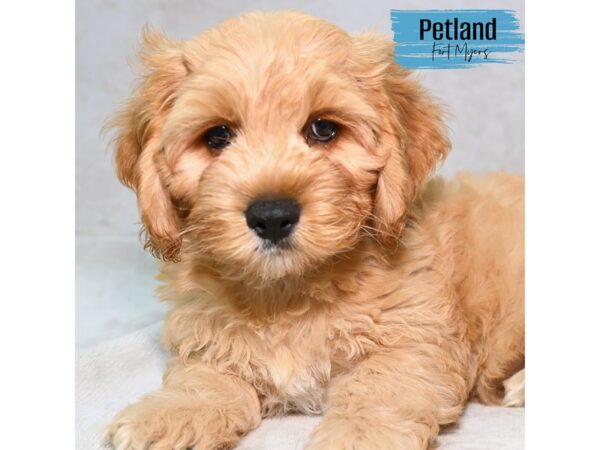 Cockapoo--Male---Petland Fort Myers, Florida